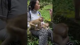 25-09-24 #abandonedmonkey #monkey #momKT #rescueabandonedmonkey #monkeywildlife