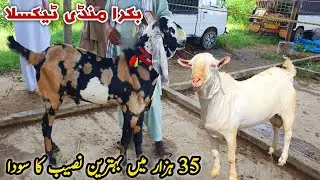 Shoq Wala Mall | Bakra Mandi Taxila Update 26 August 2023 | Naseeb Ka Soda