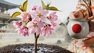 ASMR Journey: 🌍 40 Countries, Traditional Dresses & Flowers Blooming  🌺 Around the World