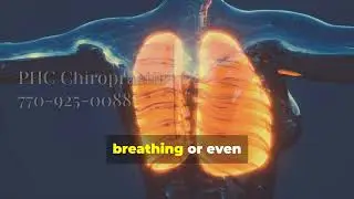 Spinal Nerves and Organ Health | PHC Chiropractic