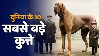 दुनिया के 10 सबसे बड़े कुत्ते | 10 Largest Dogs in the World