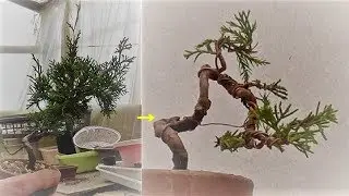 真柏のミニ盆栽作り