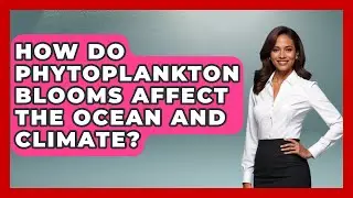 How Do Phytoplankton Blooms Affect the Ocean and Climate? | The Marine Life Explorer