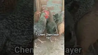 Cheni Cheni layer hen #Cheni #Chenii #layer #hen #aseel #roosterfarm #birds #bird #cheenaaseel