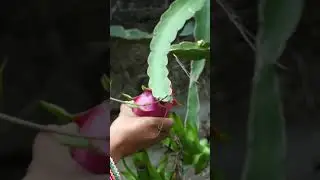 Lucky to Meet a Good Man, Harvesting Dragon Fruit & Gardening