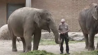 elephant video,Elefant Video,Zoo Berlin 4k,Victor Elephant,raw cut,