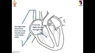 BiN5 MC6d heart cycle
