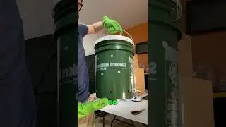 Blue Oyster Mushrooms: Watch Them EXPLODE From This Bucket!