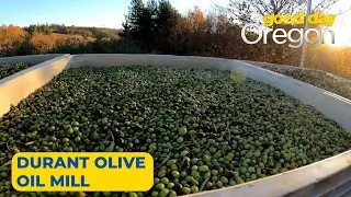 Olio Nuovo Festival at Durant's olive mill in Dayton