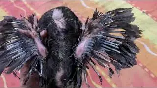 bloza birds pigeon pigeons animal wild life animal lover #birds #pigeon #willdlife