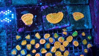 Stock Spotlight: ECC Orange Sherbet Chalice Frag