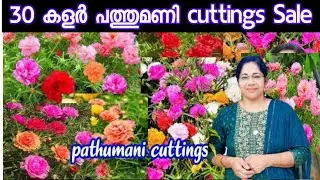 30 കളർ പത്തുമണി cuttings combo /Table rose cuttings/Jasmin's world /sale video