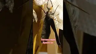 Почему Табачный бражник родился зимой из куколки? Что дальше делать?