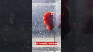 Betta Fish Junior Super Red ~ cupang kontest #shorts #halfmoonbettafish #cupangkontes