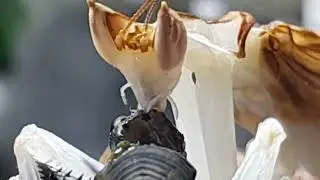 Mantis eating  cricket alive