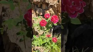 Flower Garden 🌸 Relaxing Music for Calm Scrolling | #rose #shorts