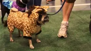 Pug Story @ Milwaukee Pug Fest 2013