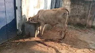 Cow daily Dairy vlog @SanjpritDairy  Dairy farm business| profit or loss in Dairy farm | Bihar dairy