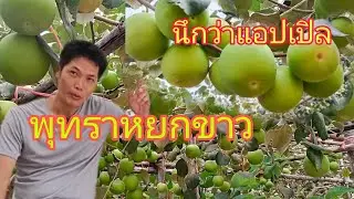 ปลลูกพุทราหยกขาวสายพันธุ์ใหม่ลูกใหญ่เท่าแอปเปิ้ล!!สวนเดียวในภาคอีสาน