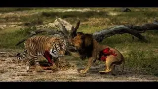 LIVE Super hero Elephant knockout Lion save Buffalo