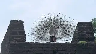 Mesmerizing Peacock Dance in Nature 🦚 | Full Length Peaceful Video Must watch, dance-Goosebumps