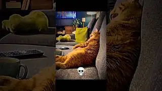 Laughing cats ☠️