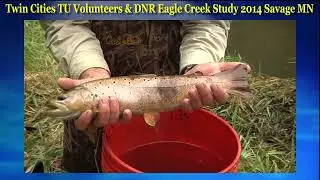 Trout Unlimited   DNR Study Big Trout in Eagle Creek in Savage, MN