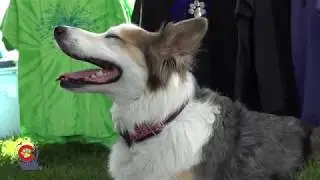 SpayToday Testimonials