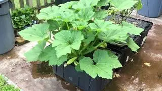 B.A. Kratky method - Early Prolific Summer Squash