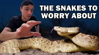 Catching Rattlesnakes Until We Find the Most Dangerous One