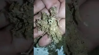 ENERGETIC WEED HIGH THC  #Happy#wala#Saturday#New#Hunting #legalize#cannabis#Nepal#topendragang✌❤