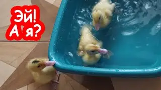 Реактивный Петя опоздал