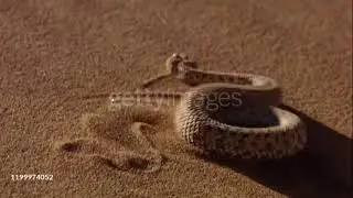 Oscar Oasis Intro Theme Song 