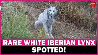 Spanish photographer captures world's first-ever leucistic Iberian lynx on camera-
