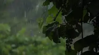 Relaxing Rain Sounds on Tree Leaves &ndash; Soothing Nature Sounds for Sleep & Study