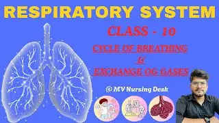 Cycle of Breathing & Exchange of Gases  | class - 10 | #respiratorysystem #inhalation #exhalation