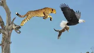 Mother Leopard Save Her Baby Fail and Hunt Eagle To Revenge |