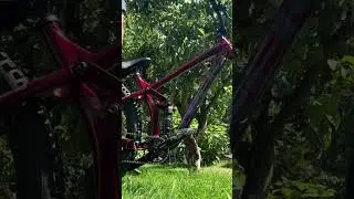 Trek remedy 7😍