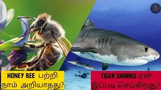 #abcandidfacts Why tiger sharks do that? /Intresting fact about honeybees - abcandid facts