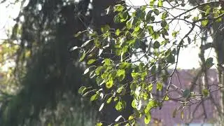 Dobar dan, domaćine: Planovi MZ Trstenica