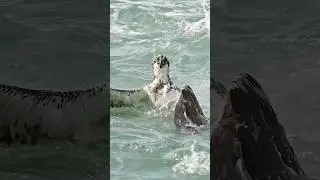 Osprey in Trouble? Watch the Struggle After the Strike