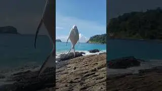#mancingbanyuwangi #tripmancing #mancingasik #mancingpinggiran #mancinglucu