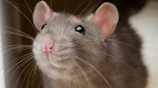 Ratatouille - Le Festin (But it's a compilation of rats)