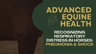 Recognizing Respiratory Distress in Horses: Pneumonia & Shock