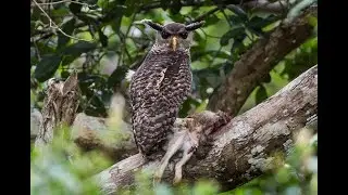 Forest Eagle Owl- The Legendary 