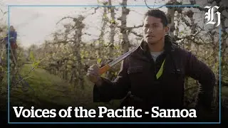 RSE Worker Documentary: Voices of the Pacific - Samoa | nzherald.co.nz