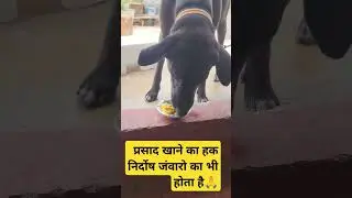 Prasad khane ka hak sabhi ka h #gunnutheking #unfrezzmyaccount #unfrezzmyaccount #unfrezzmyaccount