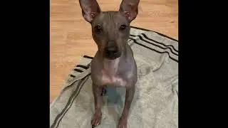 AKC Trick Dog Advanced (TKA) Shampaw the American Hairless Terrier