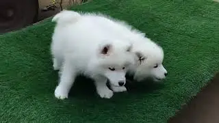 Puppy care tips only for dog lovers एक बार जरूर देखें। आपका पप्पी बीमारी से बचेगा। #puppy #doglover
