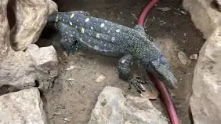 Male Varanus Salvadorii